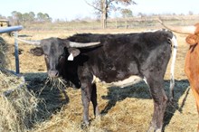 Silver Jango's Heart