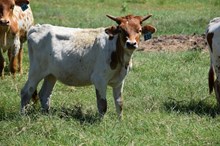 Brazos Alycia 135/24