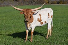 Brazos Celeste 114/23