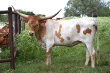 Brazos Celeste 114/23