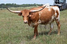 Brazos Delphine 108/23