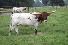 Brazos Isabella 75/22