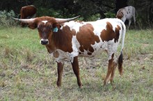 Brazos Marigold 33/24