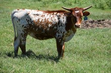 Brazos Natalie 123/24