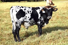 Brazos Rose Rudy 26/25