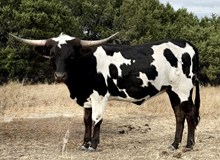 M7 Phenomenal Dream 🏁