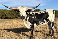 M7 Miss Altha’s Tradition 