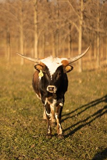 Maserati Heifer Calf 2022